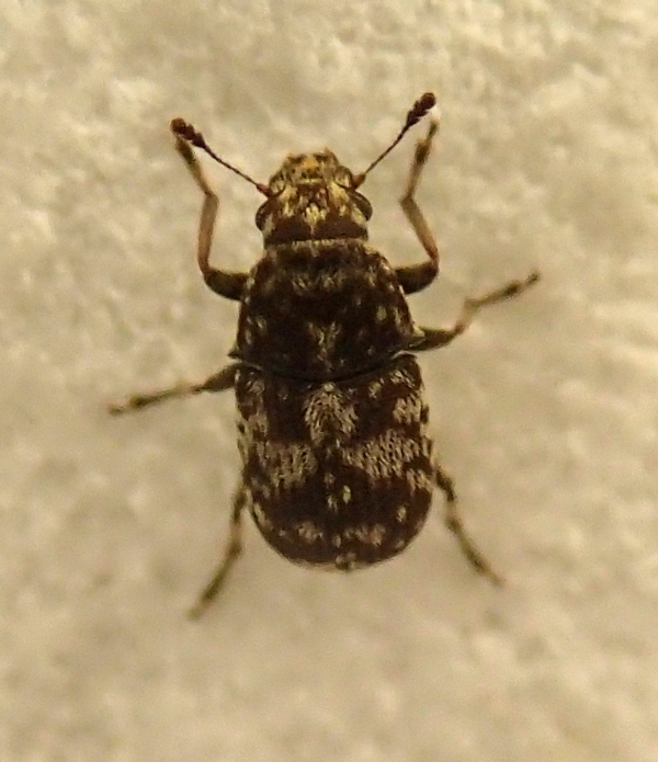 Dermestidae? No, Anthribidae